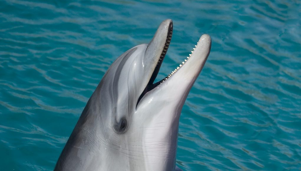 robo-delfiny