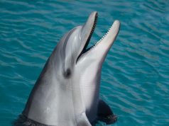 robo-delfiny