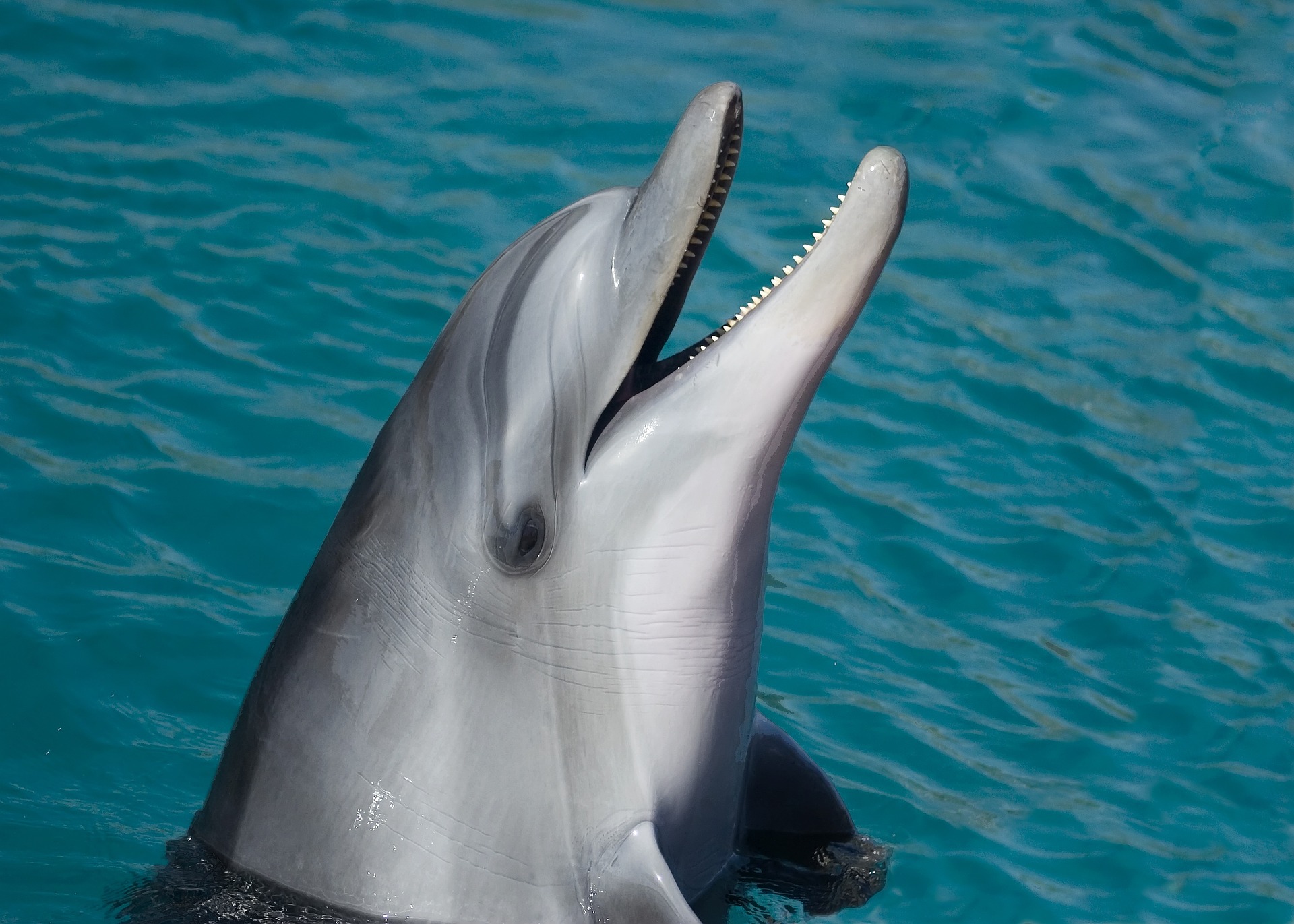 Robo-delfiny – nowa atrakcja oceanariów