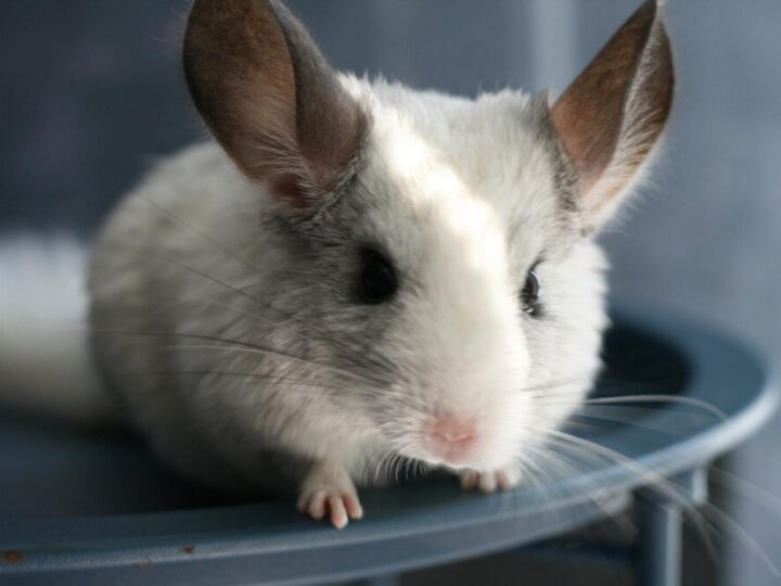 Czy szynszyla może być sama – potrzeby społeczne gryzonia