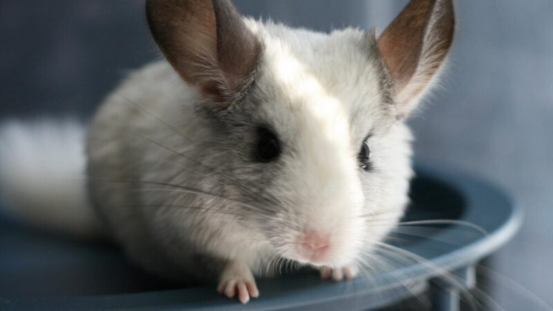 Czy szynszyla może być sama – potrzeby społeczne gryzonia