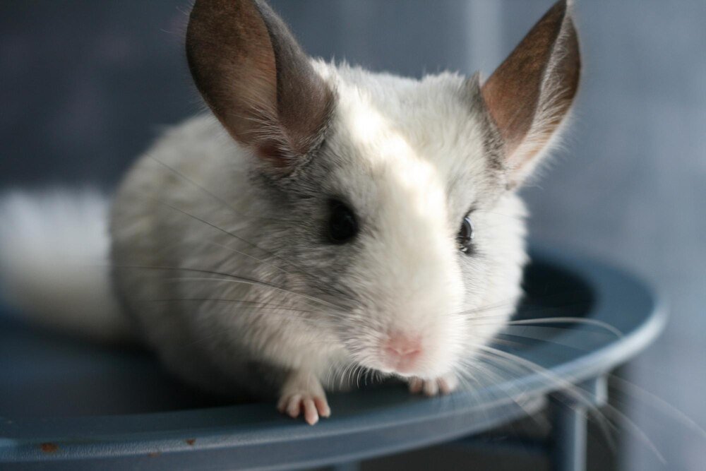 Czy szynszyla może być sama – potrzeby społeczne gryzonia