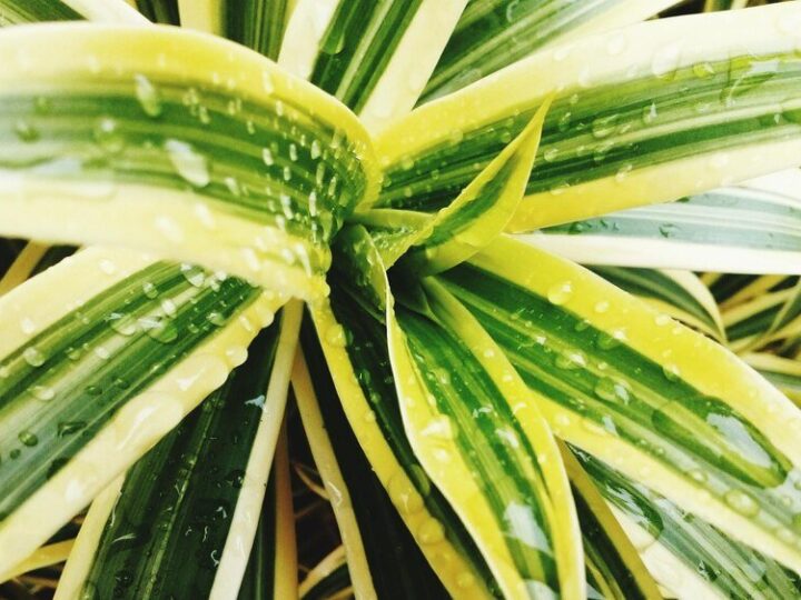 Dlaczego aloes żółknie – przyczyny i sposoby ratowania