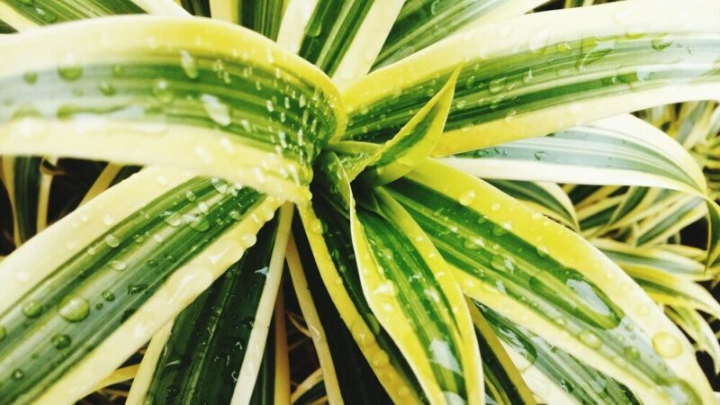 Dlaczego aloes żółknie – przyczyny i sposoby ratowania