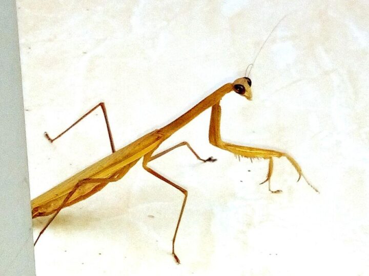 Dlaczego patyczaki zdychają – najczęstsze przyczyny śmierci