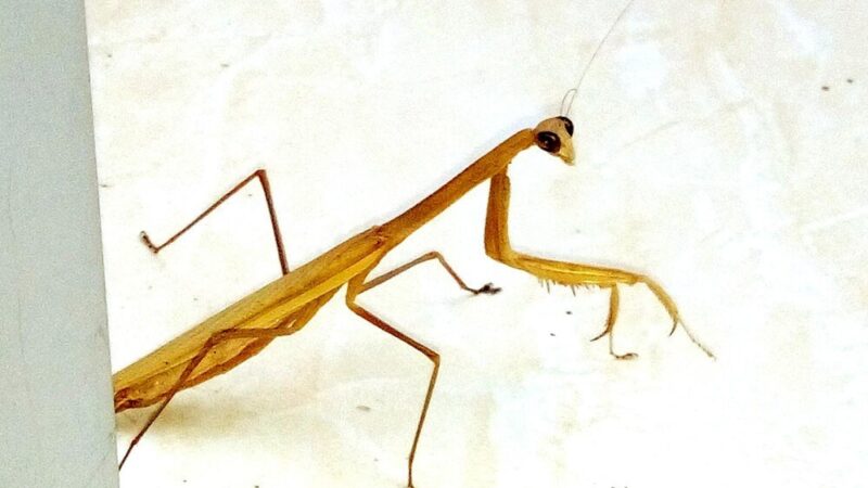 Dlaczego patyczaki zdychają – najczęstsze przyczyny śmierci