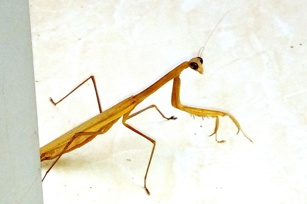 Dlaczego patyczaki zdychają – najczęstsze przyczyny śmierci