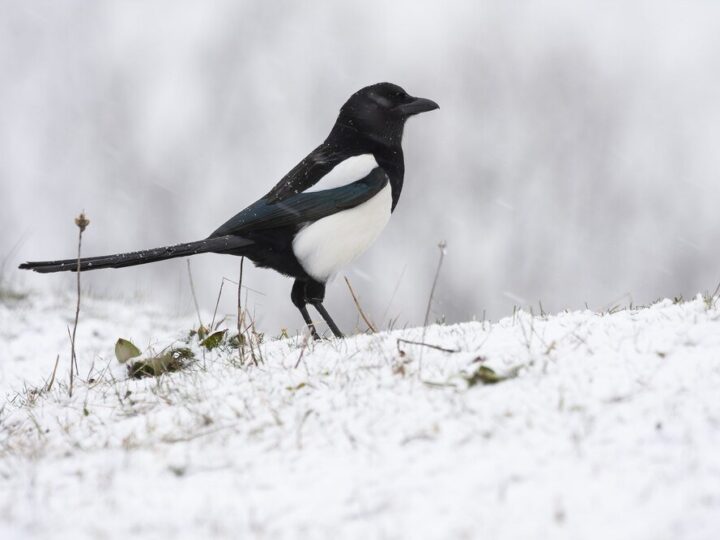 Jak odstraszyć sroki – skuteczne metody