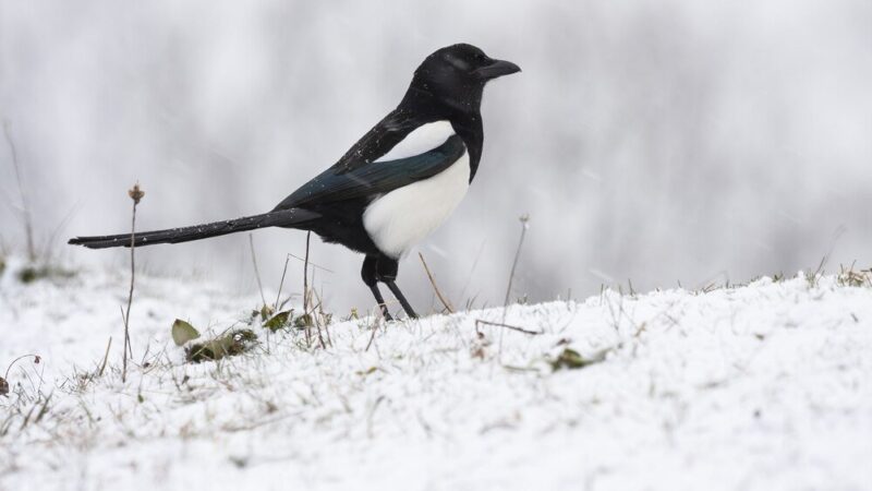 Jak odstraszyć sroki – skuteczne metody