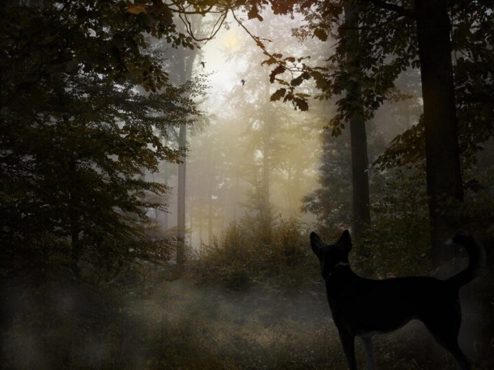 Zwierzęta aktywne nocą – fascynujący świat nocnych łowców