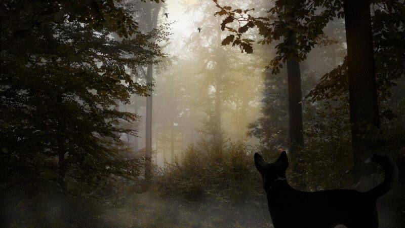 Zwierzęta aktywne nocą – fascynujący świat nocnych łowców