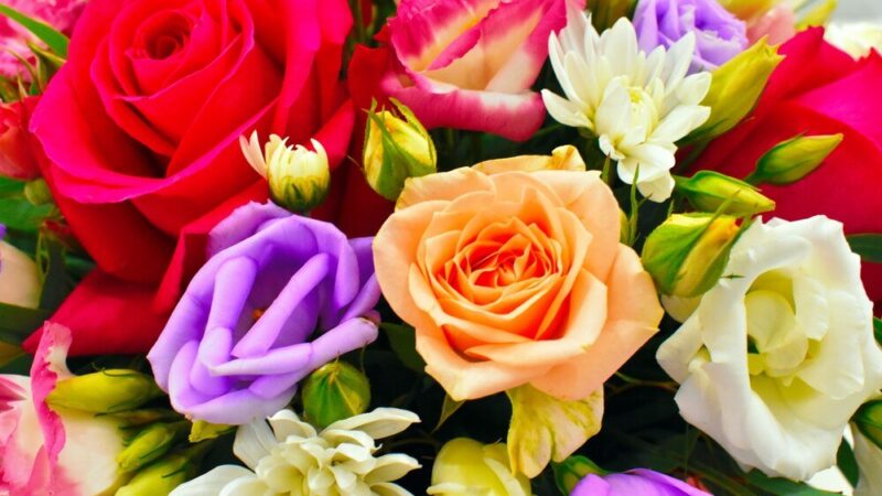 Co oznaczają kolory róż – symbolika i znaczenie kwiatów