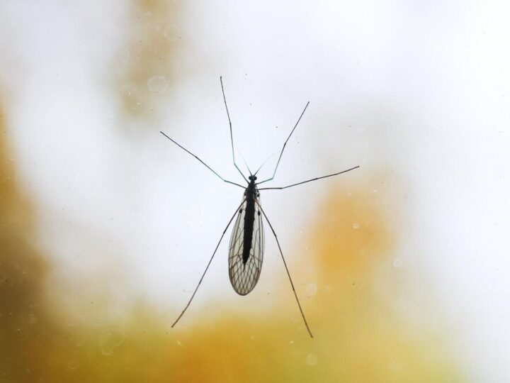 Czy komar ma mózg – ciekawostki o anatomii owadów?