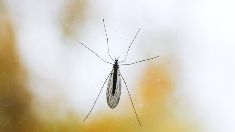 Czy komar ma mózg – ciekawostki o anatomii owadów?