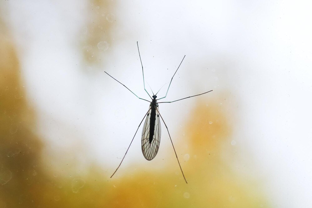 Czy komar ma mózg – ciekawostki o anatomii owadów?