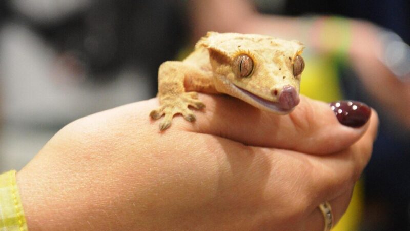 Czym się żywią jaszczurki – dieta i preferencje pokarmowe