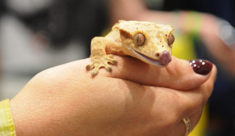 Czym się żywią jaszczurki – dieta i preferencje pokarmowe