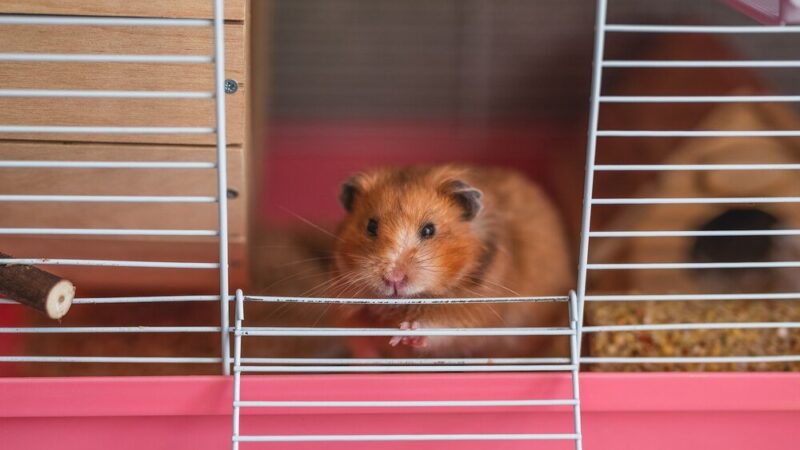 Dlaczego chomik gryzie klatkę – co może oznaczać to zachowanie?