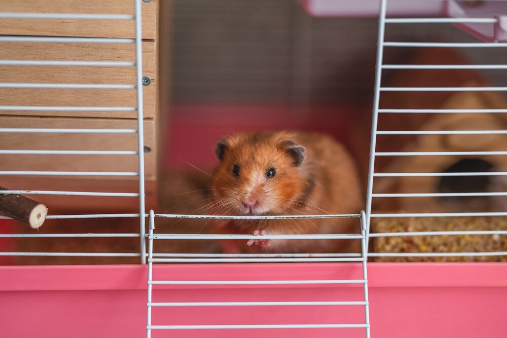 Dlaczego chomik gryzie klatkę – co może oznaczać to zachowanie?