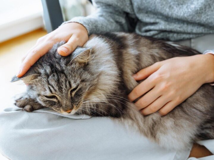 Dlaczego koty ugniatają – wyjaśnienie kociego rytuału