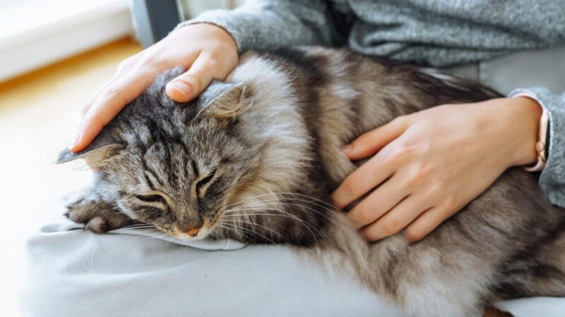 Dlaczego koty ugniatają – wyjaśnienie kociego rytuału
