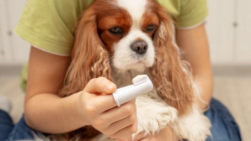 Jaką temperaturę ma pies – co jest normą, a co nie?