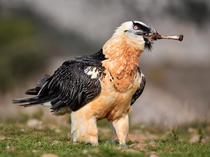 Największe ptaki na świecie – ranking gigantów