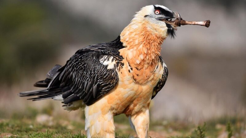 Największe ptaki na świecie – ranking gigantów