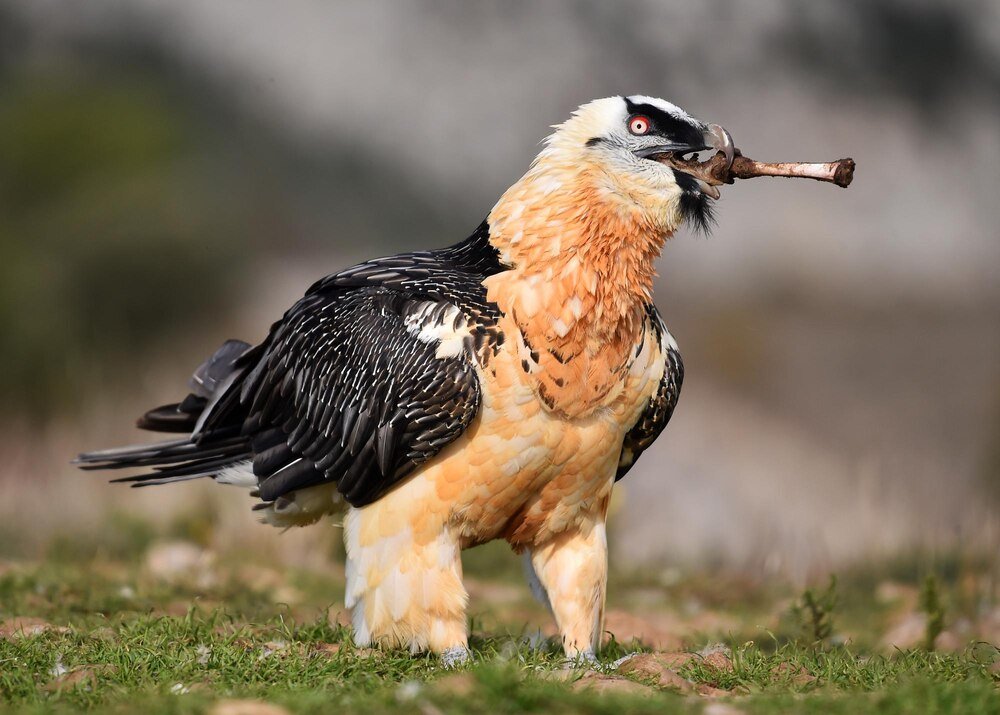 Największe ptaki na świecie – ranking gigantów