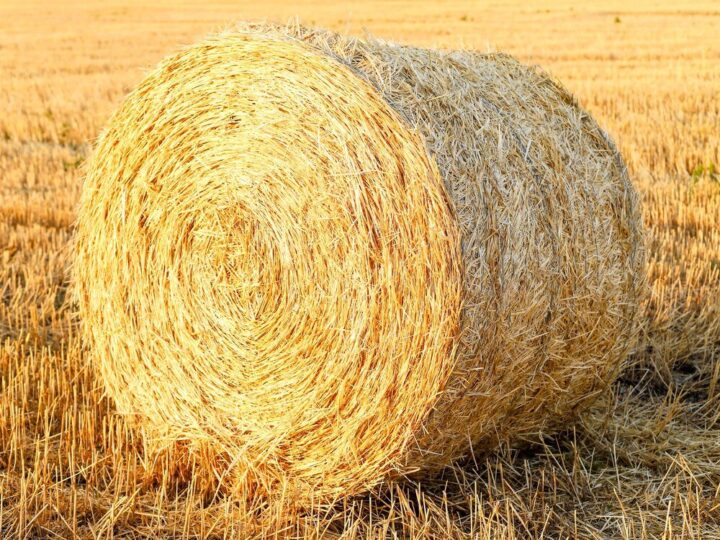 Czym się różni siano od słomy – praktyczne różnice i zastosowania