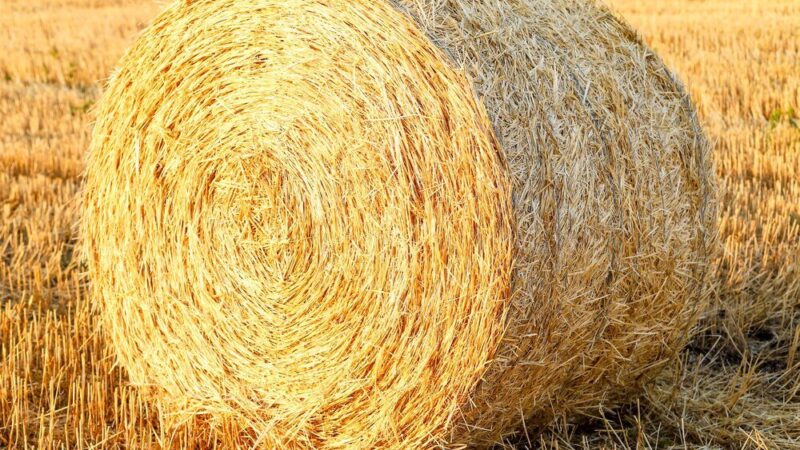 Czym się różni siano od słomy – praktyczne różnice i zastosowania