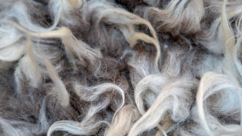 Tkanina z czystej wełny – krzyżówka i rozwiązanie